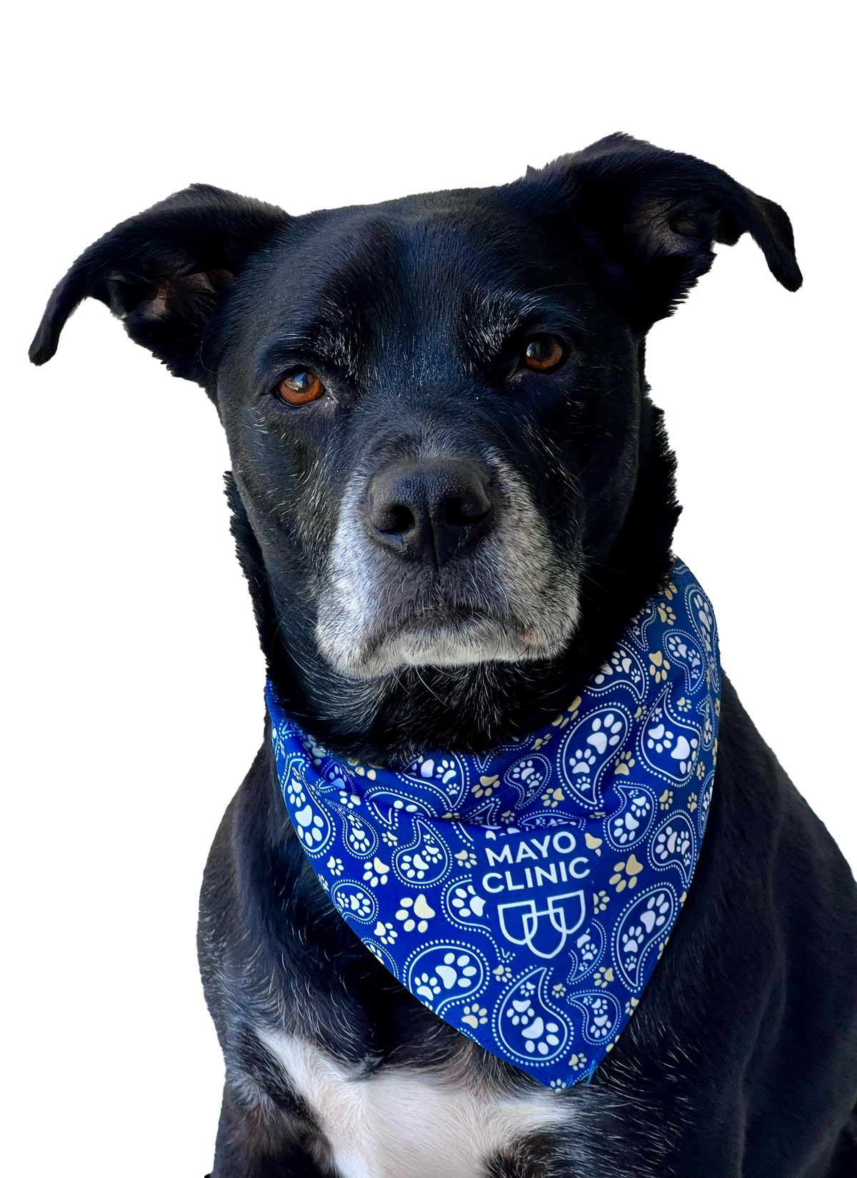 Pet Bandana