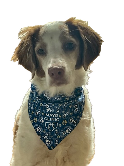Pet Bandana